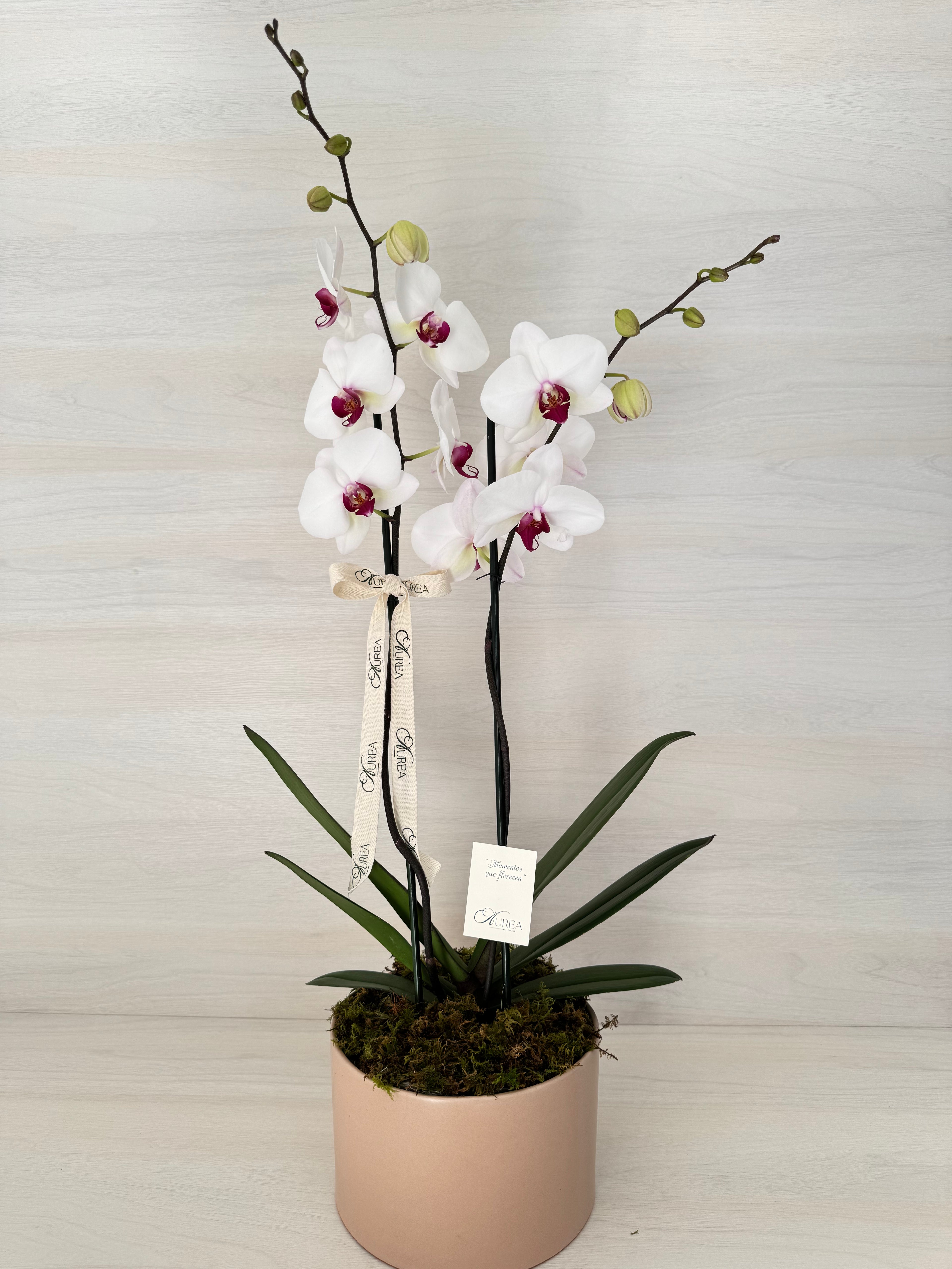 Orquidea blanca