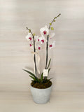 Orquidea blanca "Trinitate"