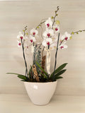 Orquídeas blancas
