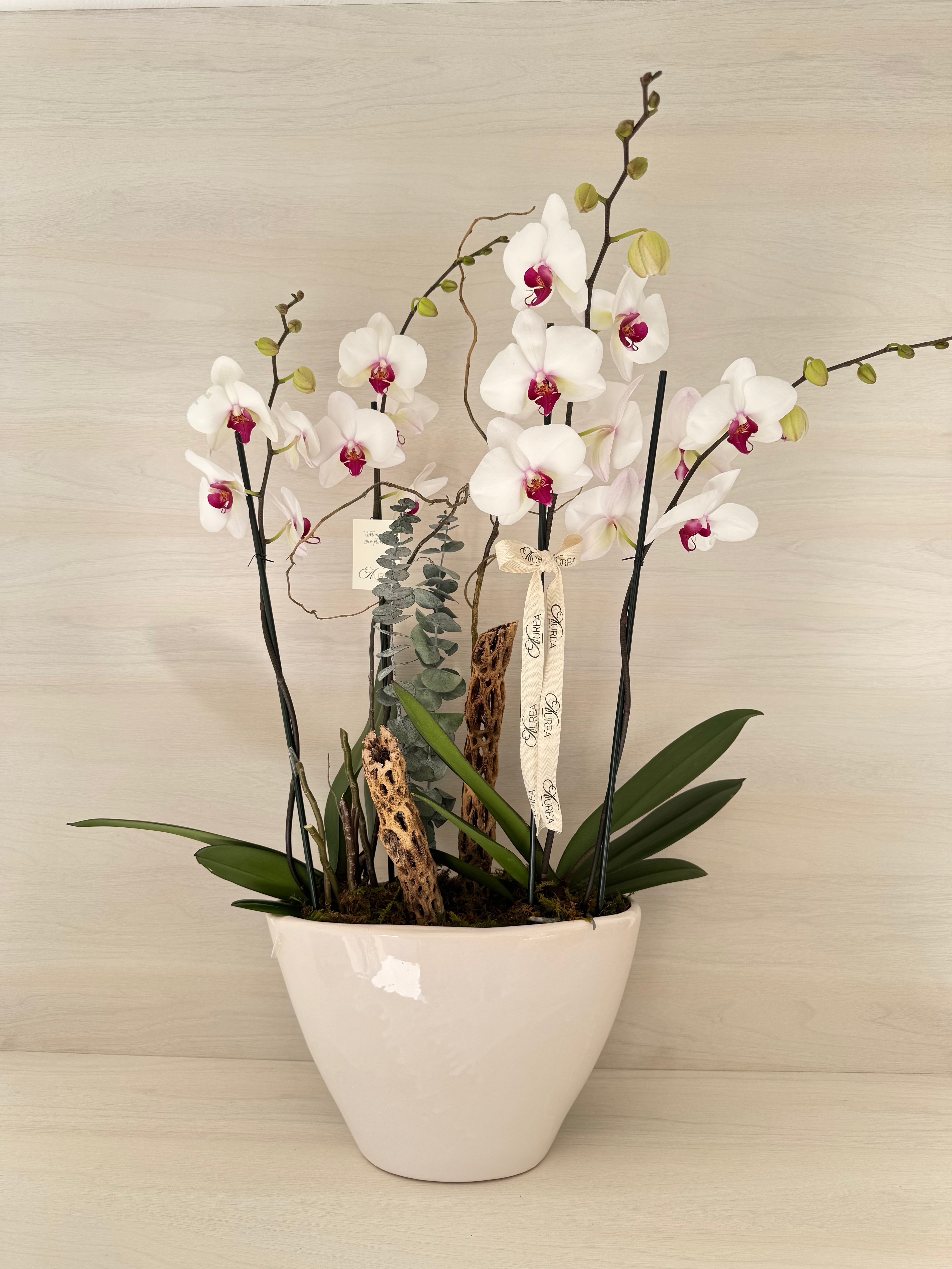 Orquídeas blancas