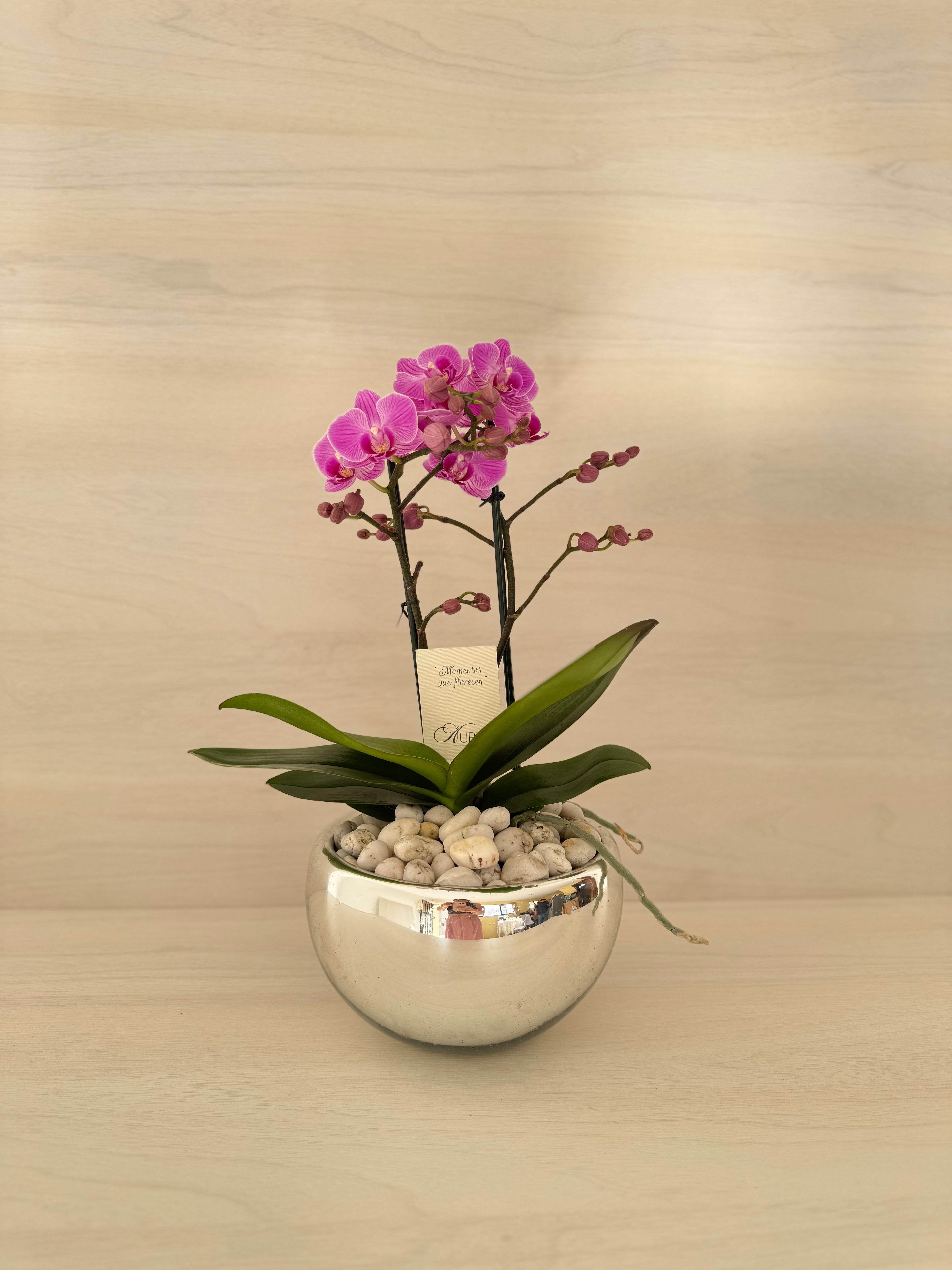 Orquidea mini