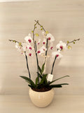 Orquideas blancas