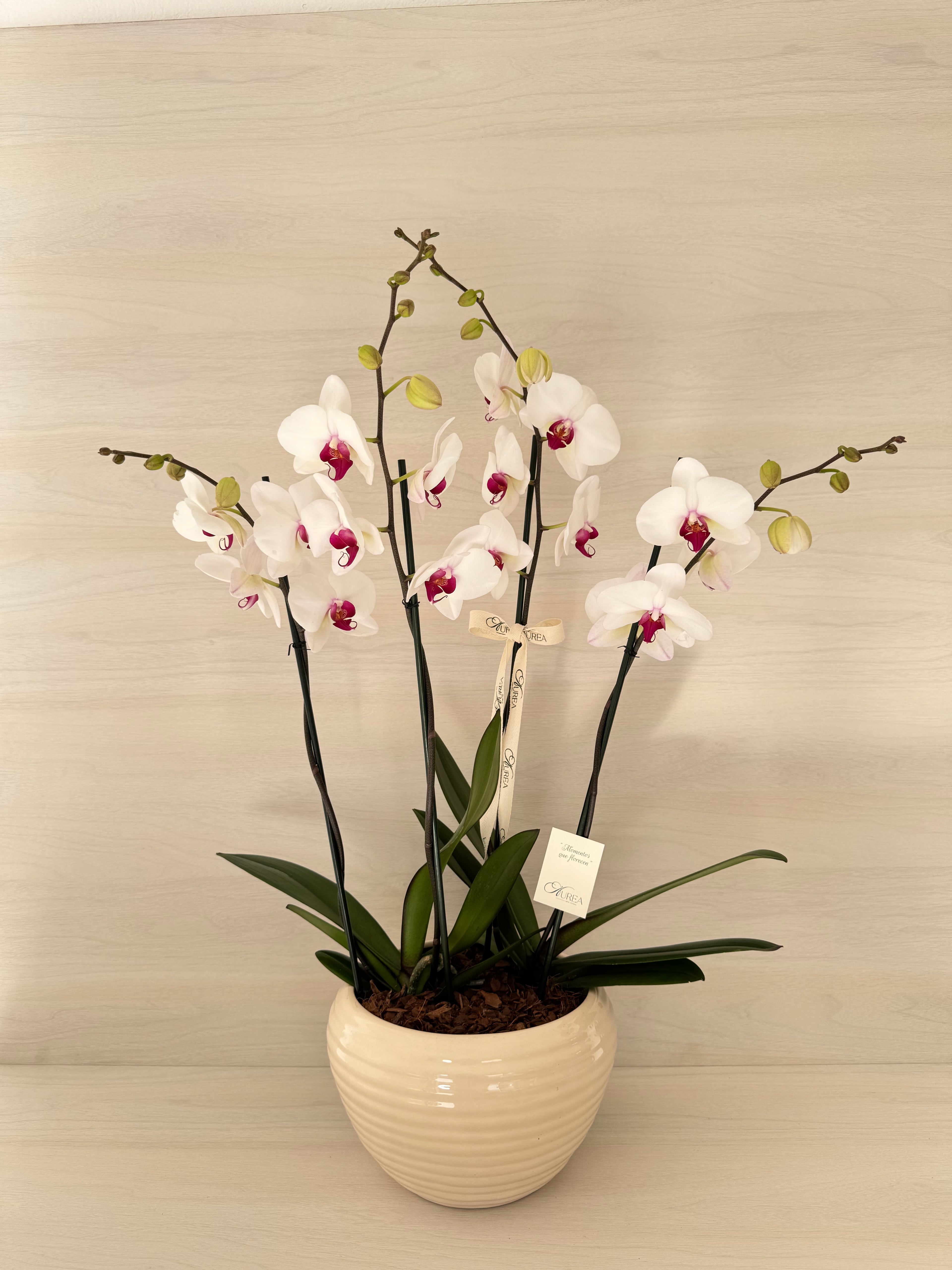 Orquideas blancas