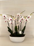 Jardinera de orquídeas