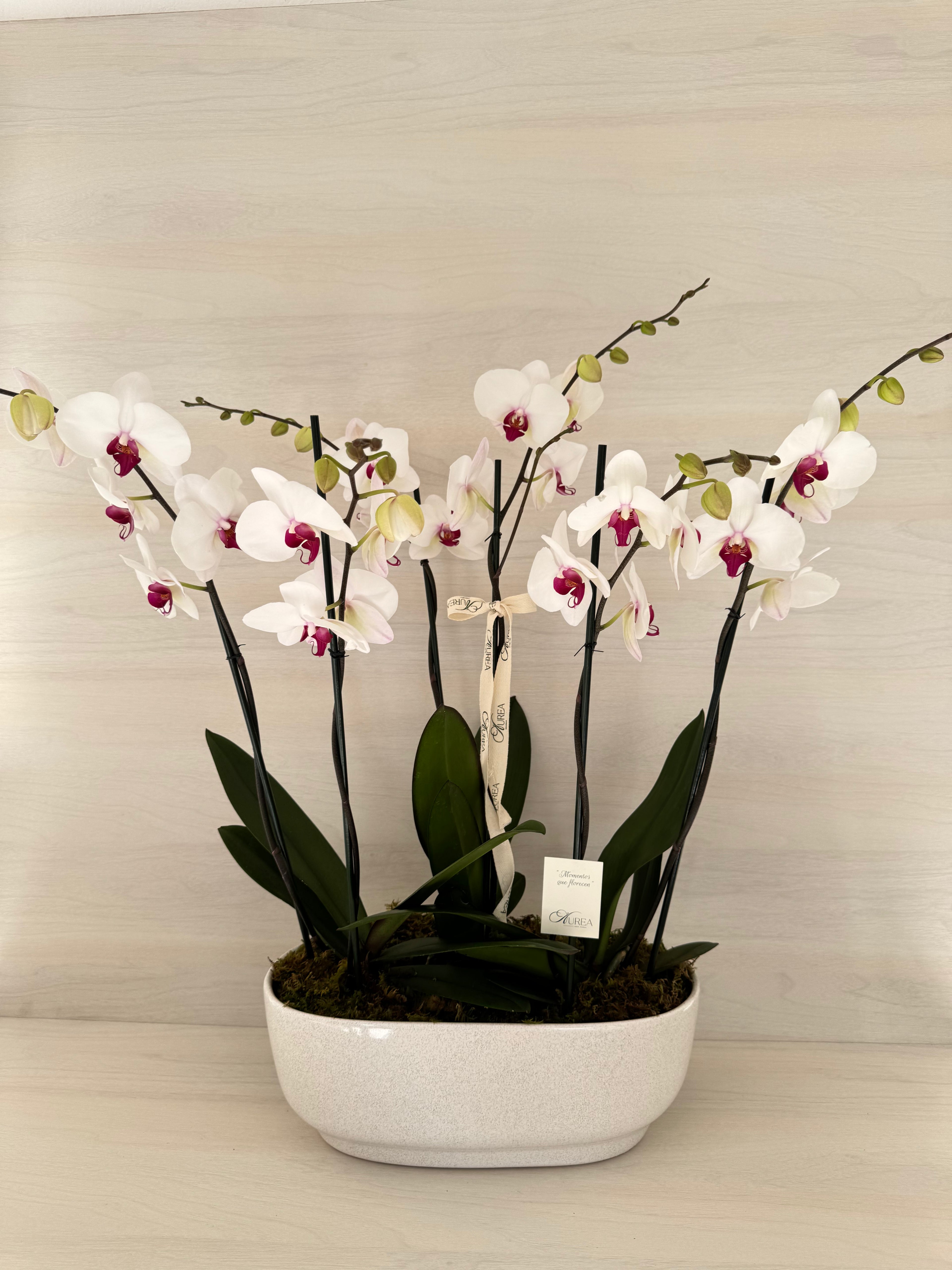 Jardinera de orquídeas