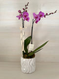 Orquidea morada