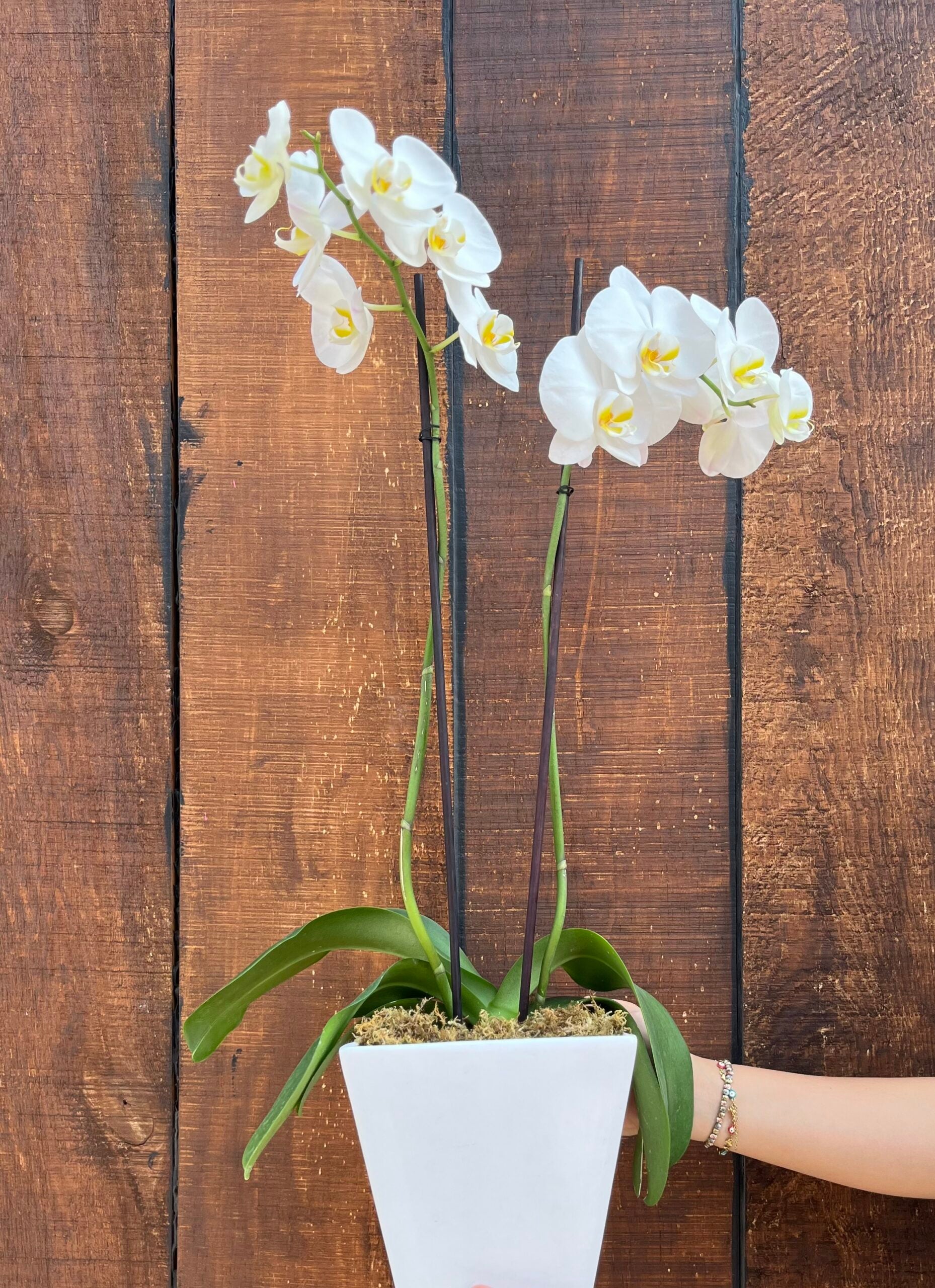 Orquídea