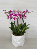 Jardinera de Orquideas