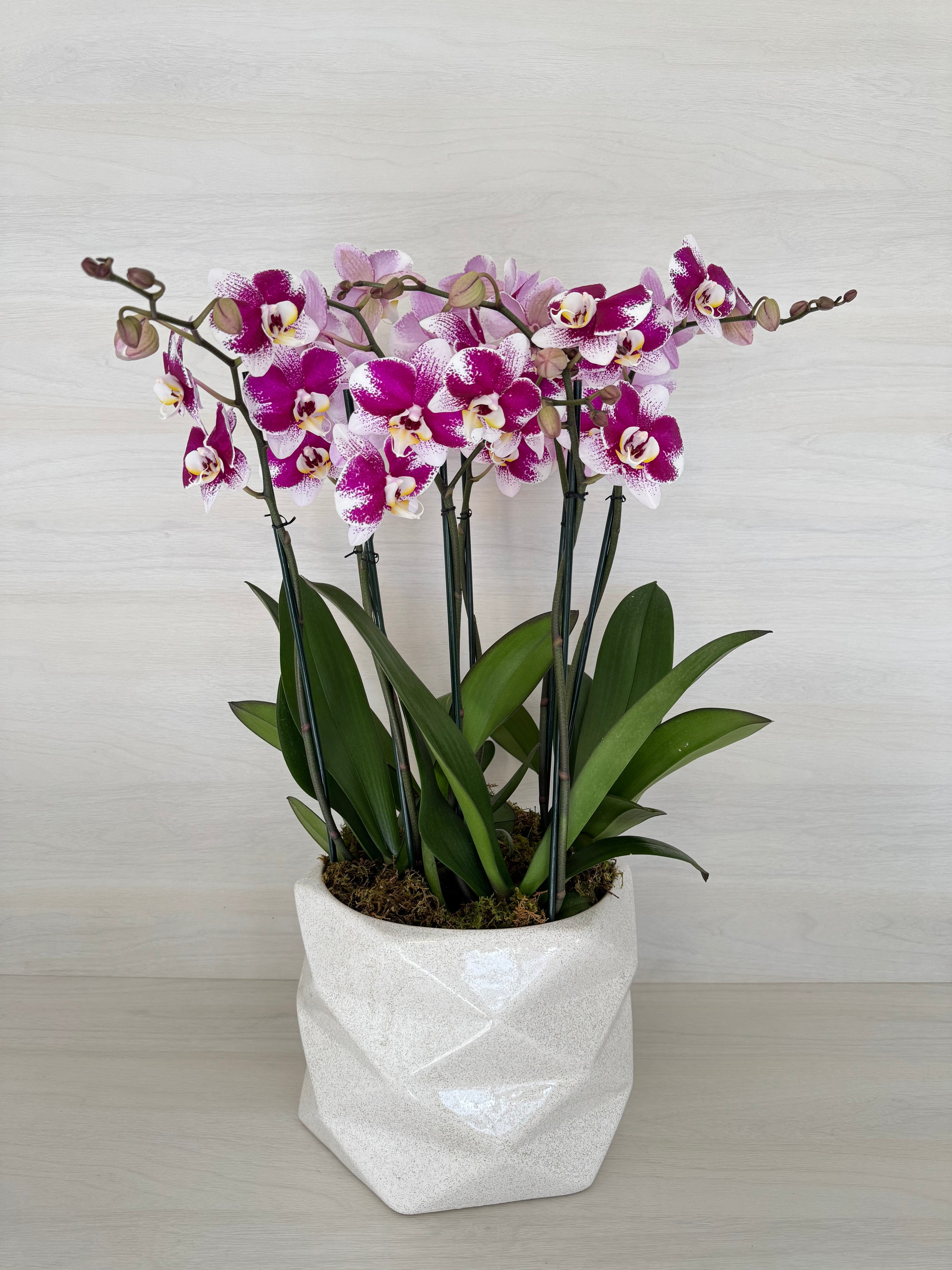 Jardinera de Orquideas